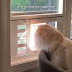 Full-time indoor Maine Coon visits his new catio (video) for first
time