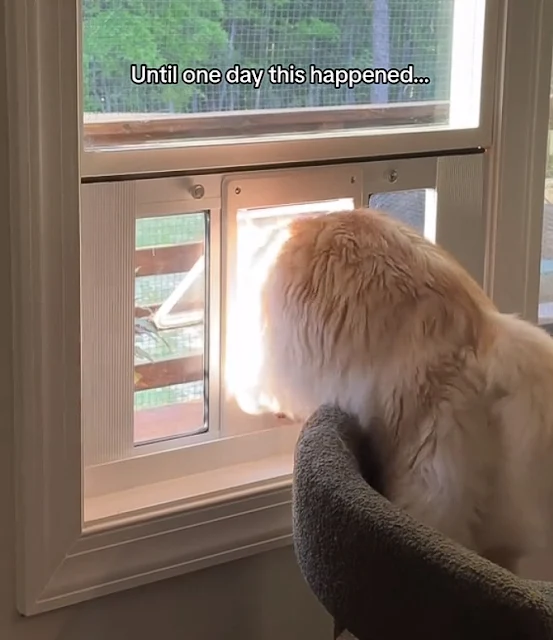 Full-time indoor Maine Coon visits his new catio (video) for first time