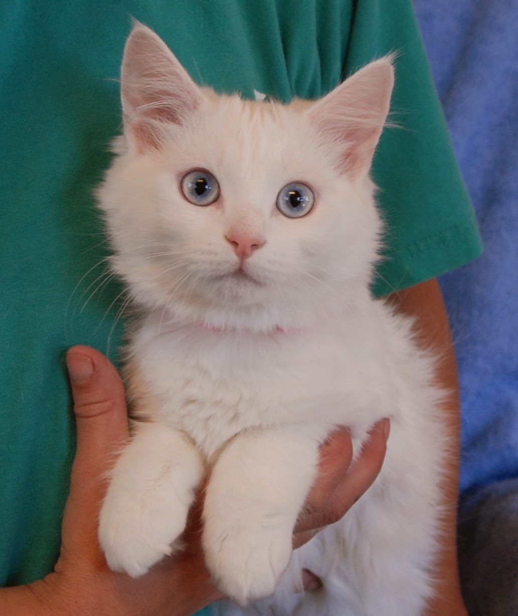 Powder Puff and her Snow White Kittens  debuting for 
