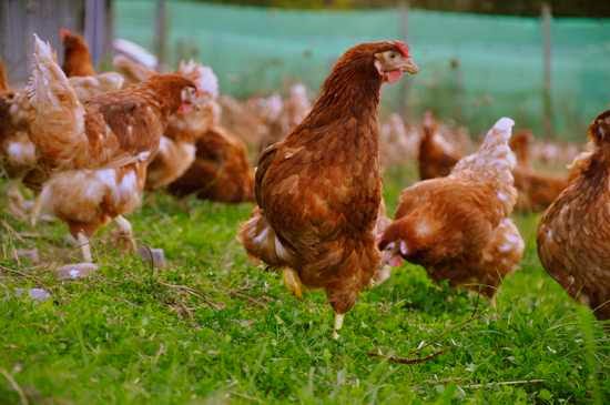 Gallos y gallinas en los sueños