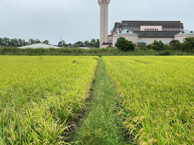 こしがや田んぼアート2020中止（9/20）