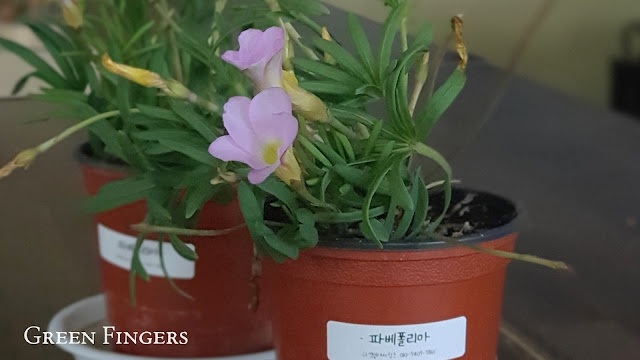 Free plant giveaway at the Sejong Arboretum – Oxalis triangularis received by a visitor