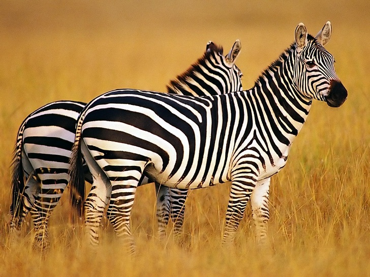 Apa Fungsi Warna Hitam-Putih pada Tubuh Zebra?