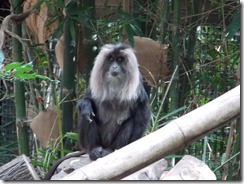 Botanic Gardens & Zoo, Rockhampton, Qld (23)
