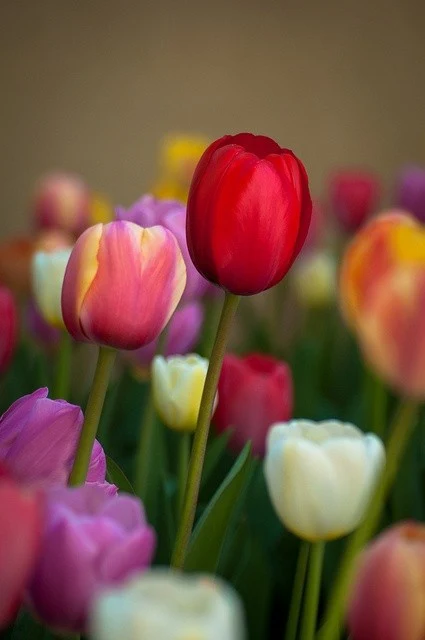 Tulip HD Wallpaper for Mobile