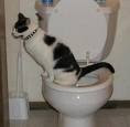 cat urinating