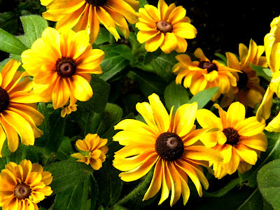 Black eyed susans