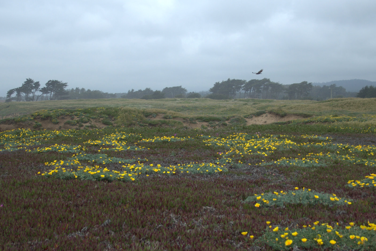 Product Of The Fifties In Fort Bragg, California by Connie Webb ...