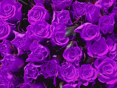 Purple Rose Normal Resolution HD Wallpaper 9