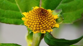 Acmella paniculata