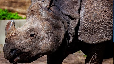 5 Critically Endangered Animals