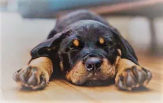 Tư thế ngủ của Rottweiler cho bạn biết điều gì?