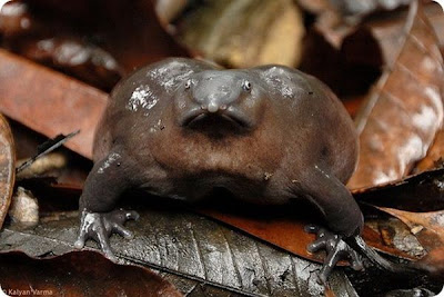 The Strangest and Rarest Animals in the World