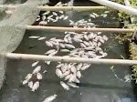 Ratusan Ikan Mati, Diduga Akibat Limbah Industri CV Segarindo Utama, Berty Tuntut Ganti Rugi dan Hentikan Aktivitas Pabrik