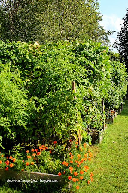 #Garden #GrowYourOwnFood #Chickens #Marigolds #RaisedBeds #OrganicGardening #Tomatoes #Veggies #Overalls #Farmlifestyle #Farm #Greenbeans