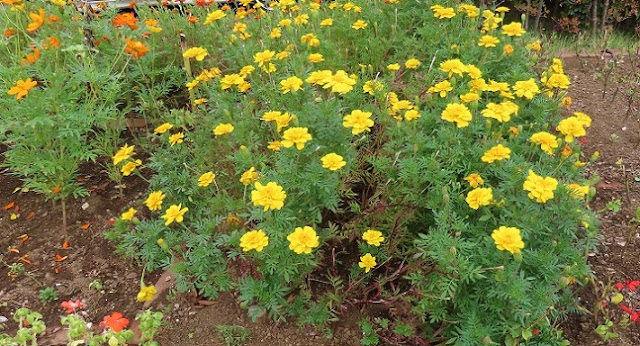 マリーゴールドの咲く花壇