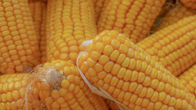 Corn plant care