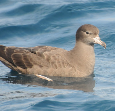 Flesh-footed Shearwater (Puffinus carneipes)