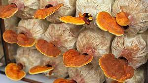 Ganoderma Mushroom Pure Culture Supplier Company in Venezuela