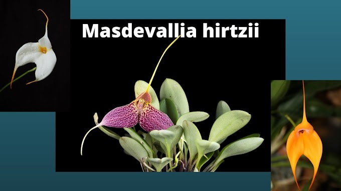 Small and Colorful Masdevallia hirtzii | Best choice for Indoor Miniature Orchid