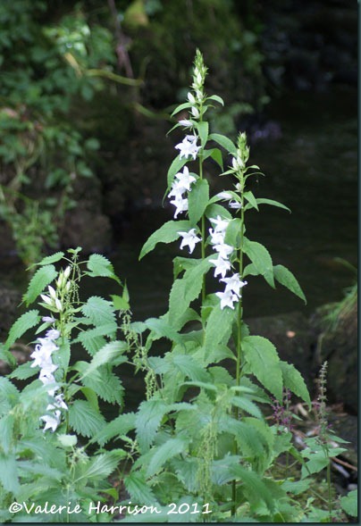 4 giant-bell-flower