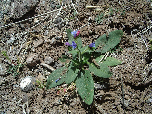 Echium lancerottense (Famara)