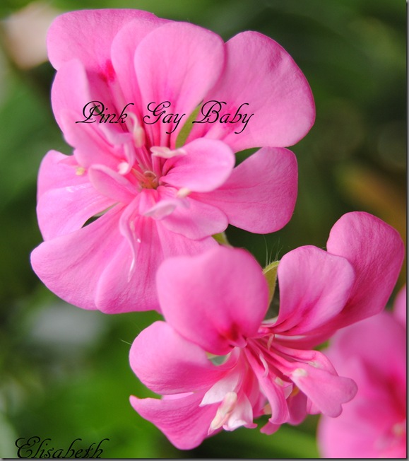 pelargonium i mai 015