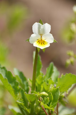 Akkerviooltje - Lyts Fioeltsje - Viola arvensis