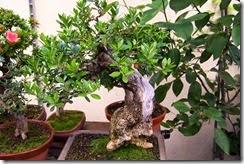 Un boj balearica