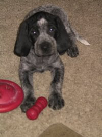 Nico Blue Coonhound