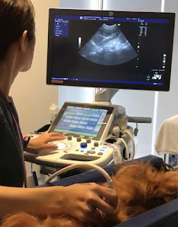 ultrassonografia em cães
