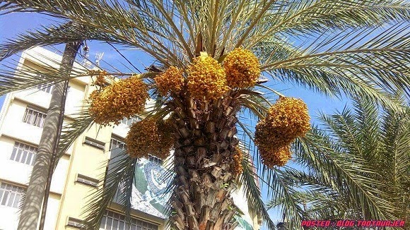  Pohon  Kurma  Berbuah  Lebat di Kota Bahru 9 Gambar  Ohsem 