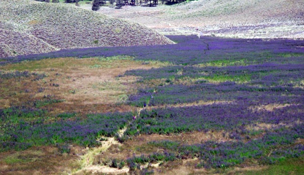 Verbena brasiliensis vell.