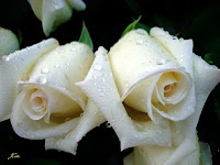 Resultado de imagem para rosas brancas