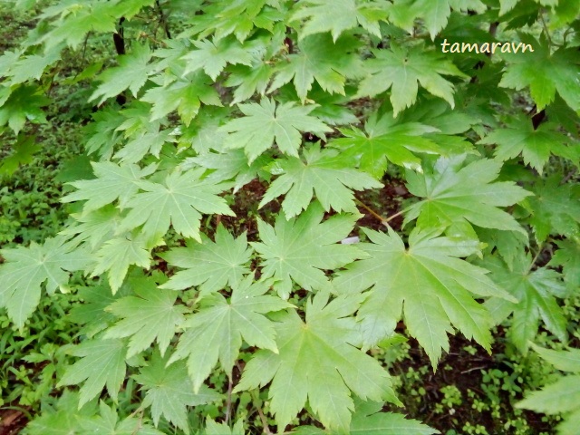 Клён ложнозибольдов (Acer pseudosieboldianum)