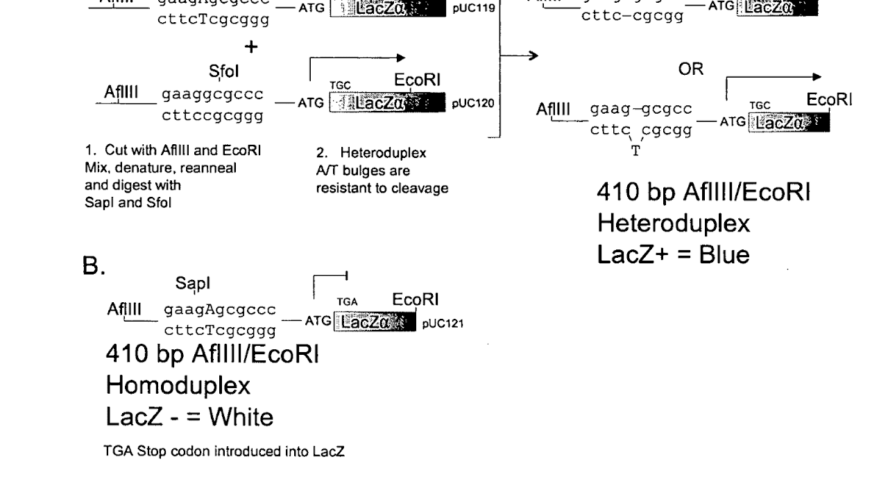 Blue Heron Gene Synthesis