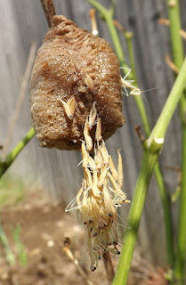 Nymph praying mantids emerging from the bottom of an brown ootheca on a branch.