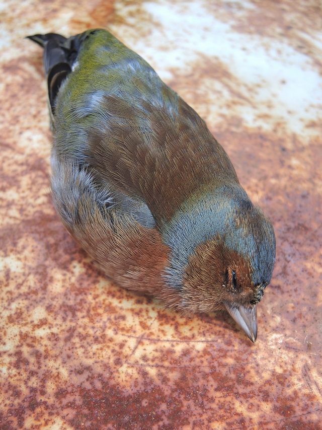 In mijn tuintje: het vogeltje dat tegen het raam vloog ...