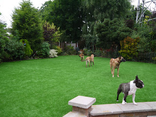 Dogs on their new HT Indulgence lawn