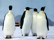 Interesting Facts about Penguin. (penguin)