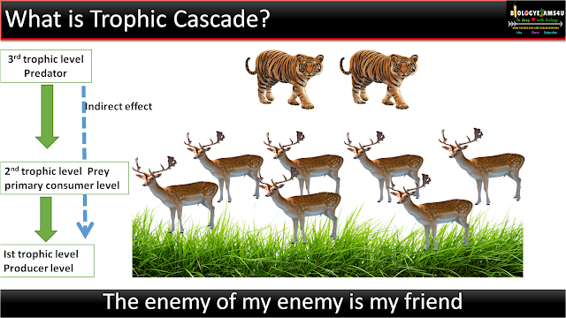 Definition of trophic cascade