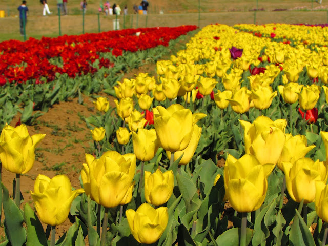 Short Stories of India – Story of Tulip Garden (Srinagar India)