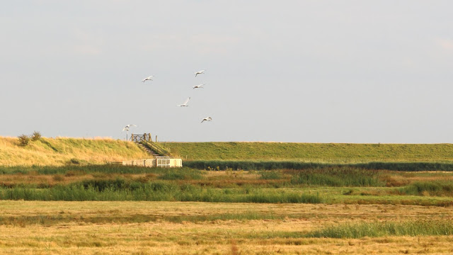 Spoonbills, Frampton Marsh, 19/08/21