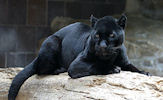 Animales - Fotografías de Panteras Negras - Felinos - Black Panthers