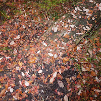 くろんど園地・紅葉ハイキング