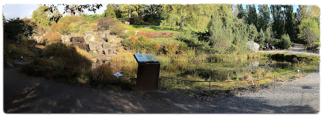 Fiskedammen i Fjellhagen i Botanisk hage på Tøyen i Oslo.