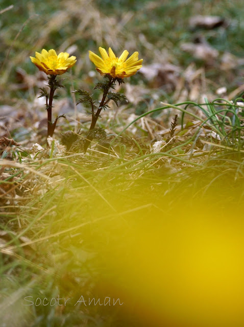 Adonis multiflola