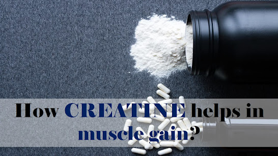 How creatine plays an important role in Muscle building ?