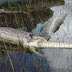 Δείτε τι έπαθε ένας πύθωνας όταν κατάπιε έναν ολόκληρο αλιγάτορα! (video)!!!