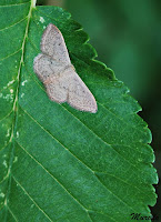 Scopula marginepunctata